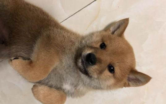 狗換牙期是幾個月