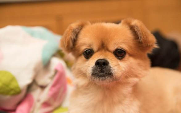 狗狗感冒還會吐舌頭嗎？