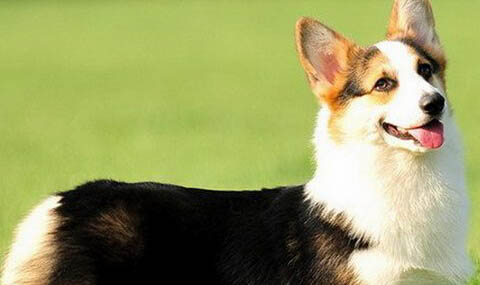 柯基犬可以吃雞肝鴨肝嗎