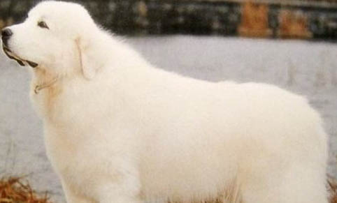大白熊犬的壽命一般是多久