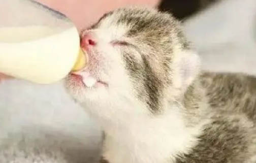 小奶貓得了腸炎吃什么藥好