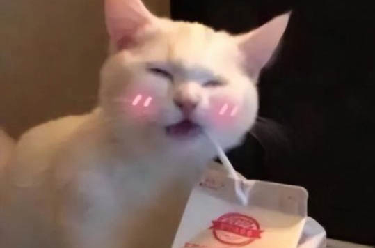 貓咪突然尿量特別大是什么原因