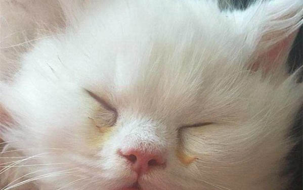剛到家的小貓躲起來了