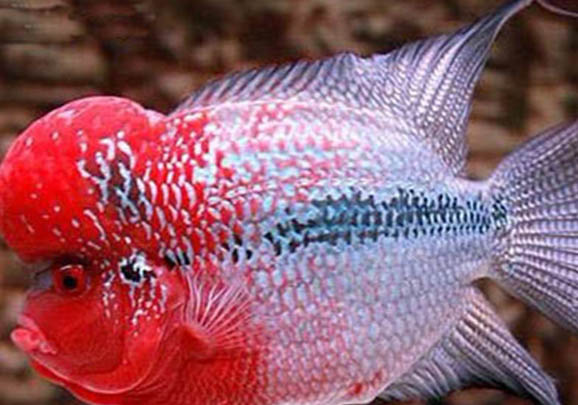 羅漢魚會跳缸嗎