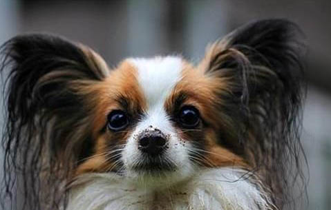 蝴蝶犬和邊牧的區別