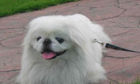 犬瘟用藥多久