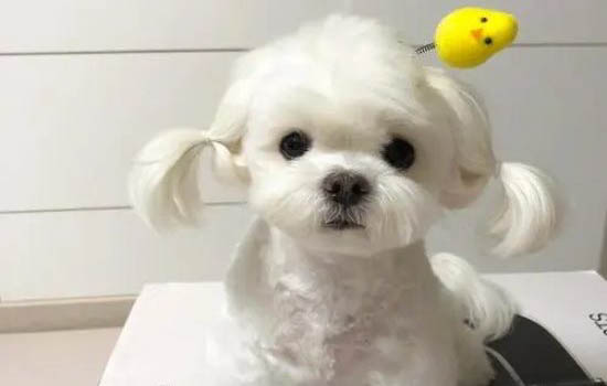 狗狗只吃營養膏能行嗎