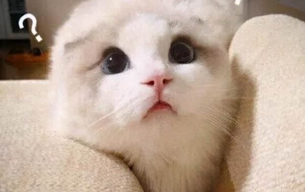 貓咪晚上為什么很緊張呢