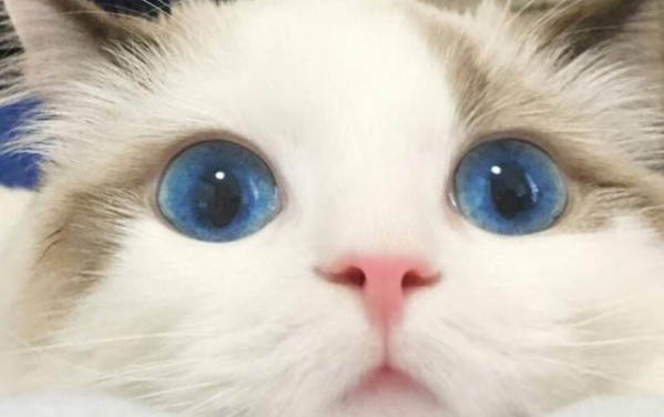 貓咪吃了生大米怎么辦