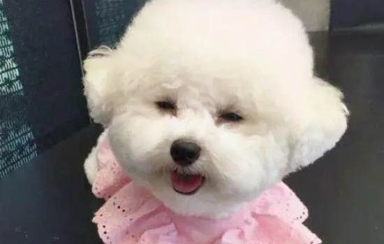 喂養幼犬時要注意哪些事項？