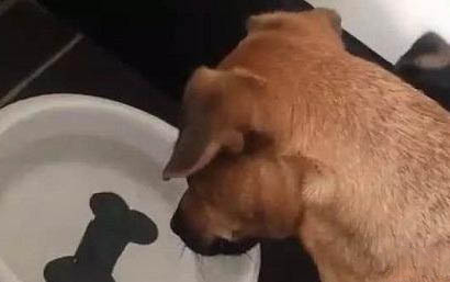 怎么教狗狗去衛生間大小便