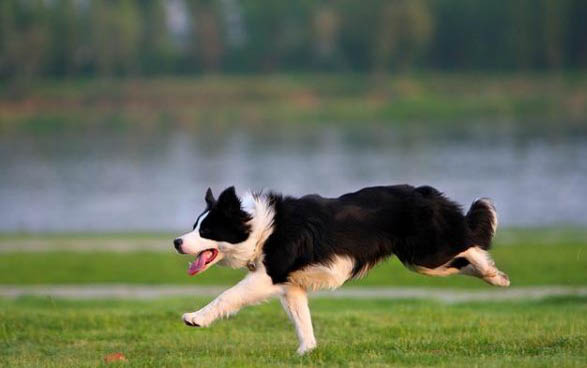 邊境牧羊犬價格多少錢一只