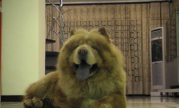 狗狗嘔吐不吃飯怎么辦