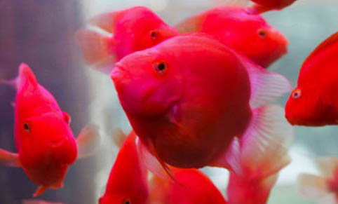 觀賞魚(yú)水質(zhì)生熟度簡(jiǎn)介