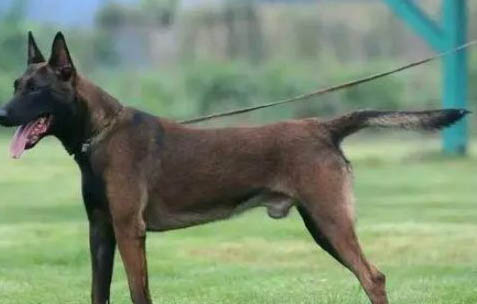 馬犬和金毛哪個貴嗎