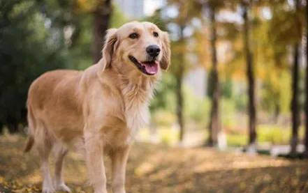 狗狗細小明顯癥狀有哪些