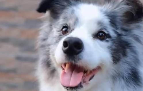 中亞牧羊犬產(chǎn)后十天可以洗澡嗎