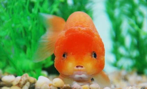 養(yǎng)金魚(yú)應(yīng)該多久換一次水