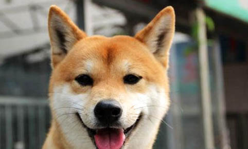 柴犬價(jià)格多少錢一只
