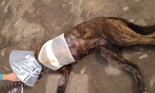 狗狗不拉屎不撒尿是什么原因