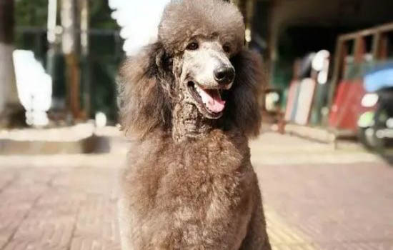 十個不養貴賓犬的理由是什么