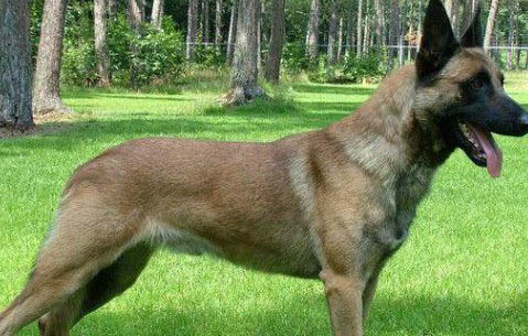 馬犬山區(qū)打獵怎么樣
