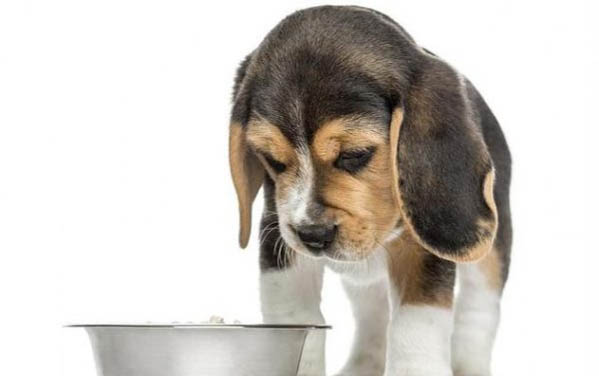 狗狗能吃火龍果不