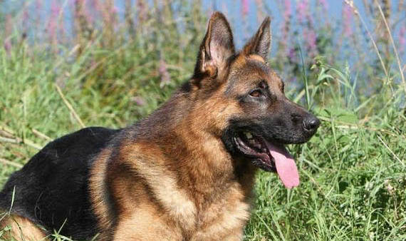 德國牧羊犬嘔吐不吃東西的原因及處理方法