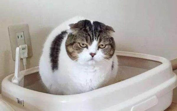 貓咪眼睛周?chē)t了怎么回事