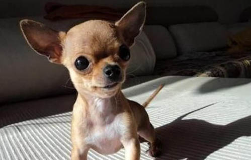 吉娃娃犬如何養