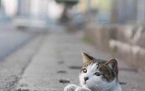 貓咪能不能吃橙子