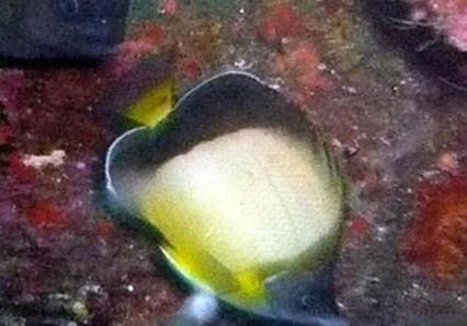 絲蝴蝶魚的飼養(yǎng)環(huán)境