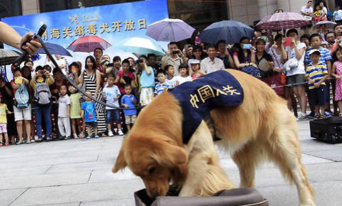 狗狗可以吃蛋白粉嗎