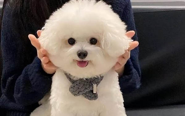 安靜不叫的狗狗有哪些品種？