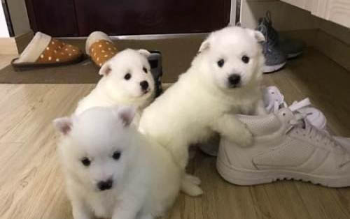 銀狐犬和博美的區(qū)別是什么？
