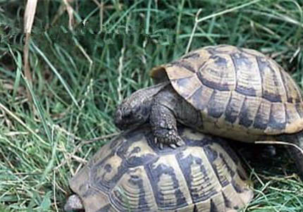 赫曼陸龜是保護動物嗎