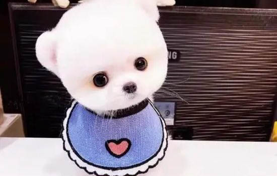 茶杯犬現在大概能活幾年
