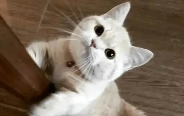 貓舌頭上的倒刺是什么東西