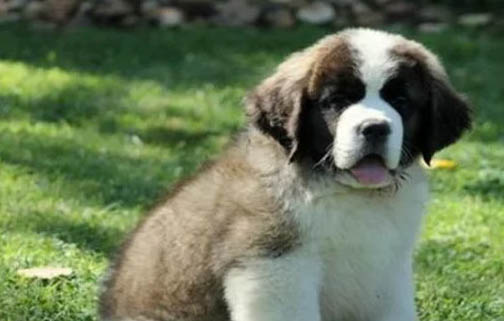 為什么要禁養圣伯納犬？