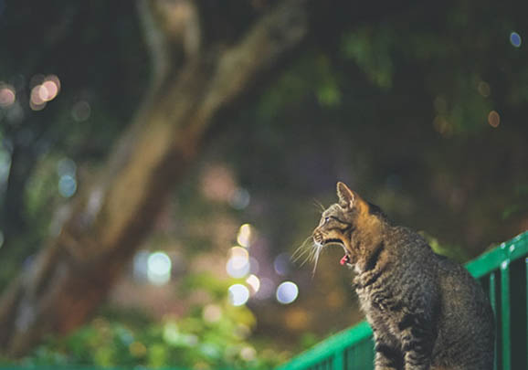 中國貍花貓可以吃狗糧嘛
