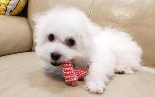 小狗真菌感染用什么藥