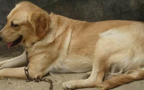 狗半夜總是哼唧什么意思？