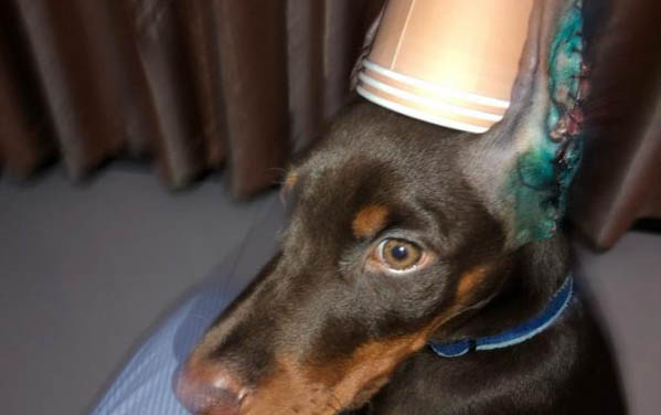 狗狗犬瘟初期癥狀是什么