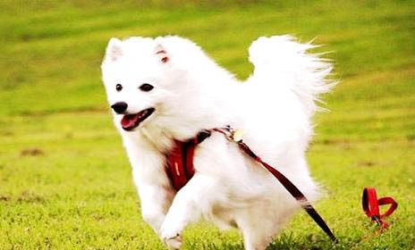 芬蘭狐貍犬怎么養 芬蘭狐貍犬飼養方法