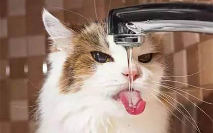 飼養一個月的小貓需要注意什么