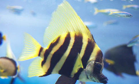 銀龍魚水溫多少度合適