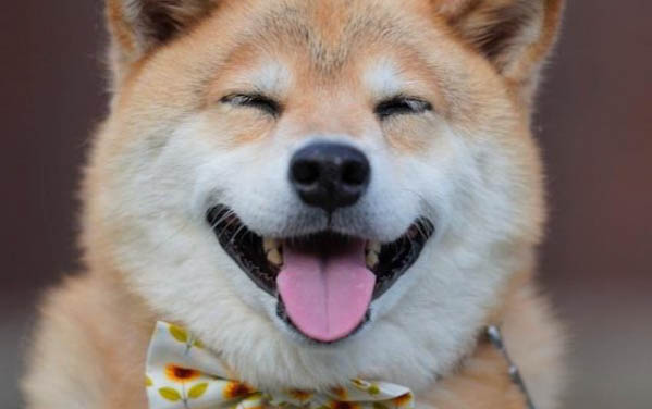 柴犬如何訓練