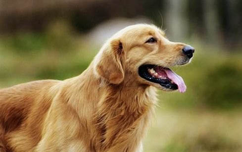 金毛犬得了白內障怎么辦?