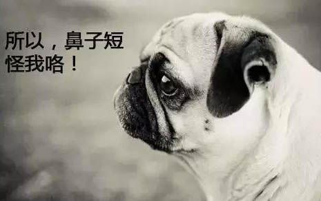 如果打小狗狗狗為什么害怕呢?