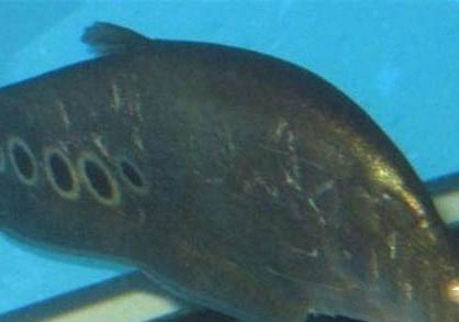 七星刀魚(yú)水溫